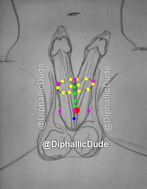 doubledickdude homem com dois penis diagrama